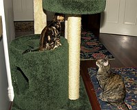 Kate checks out Baby Trim in the new cat tree.  
